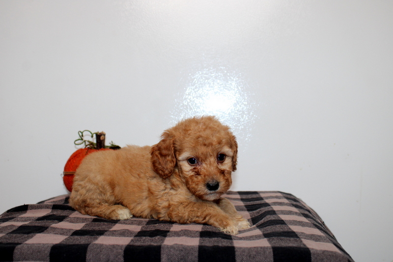puppy, for, sale, Mini Golden Doodle F2B, Matthew B. Stoltzfus, dog, breeder, Gap, PA, dog-breeder, puppy-for-sale, forsale, nearby, find, puppyfind, locator, puppylocator, aca